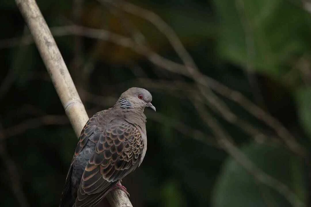 Dusky turtle dove